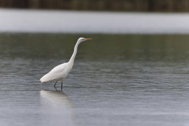 Finistere, Brittany, Fransa 'dan Büyük Beyaz Egret Ardea alba
