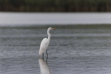 Finistere, Brittany, Fransa 'dan Büyük Beyaz Egret Ardea alba