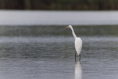 Finistere, Brittany, Fransa 'dan Büyük Beyaz Egret Ardea alba