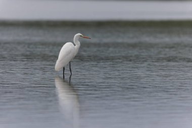 Finistere, Brittany, Fransa 'dan Büyük Beyaz Egret Ardea alba