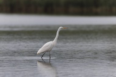 Finistere, Brittany, Fransa 'dan Büyük Beyaz Egret Ardea alba