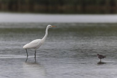 Finistere, Brittany, Fransa 'dan Büyük Beyaz Egret Ardea alba