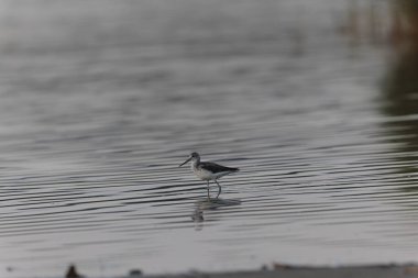 Fransa, Brittany 'de bir bataklıkta yürüyen yaygın Greenshank Tringa nebularia