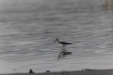 Fransa, Brittany 'de bir bataklıkta yürüyen yaygın Greenshank Tringa nebularia