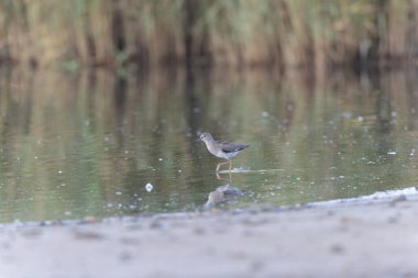 Fransa, Brittany 'de bir bataklıkta yürüyen yaygın Greenshank Tringa nebularia