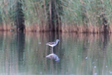 Fransa, Brittany 'de bir bataklıkta yürüyen yaygın Greenshank Tringa nebularia
