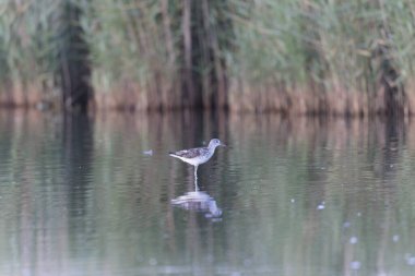 Fransa, Brittany 'de bir bataklıkta yürüyen yaygın Greenshank Tringa nebularia