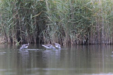 Fransa, Brittany 'de bir bataklıkta yürüyen yaygın Greenshank Tringa nebularia