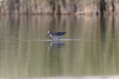 Fransa, Brittany 'de bir bataklıkta yürüyen yaygın Greenshank Tringa nebularia