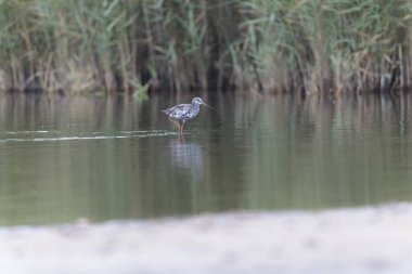 Fransa, Brittany 'de bir bataklıkta yürürken görüldü.