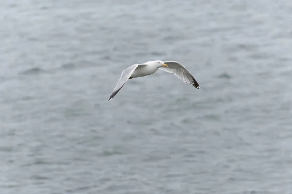 Herring Gull Larus Argentatus Close View Brittany Coasts — Stock Photo, Image