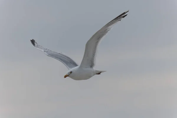 Arenque Gull Larus Argentatus Vista Próxima Costa Bretanha — Fotografia de Stock