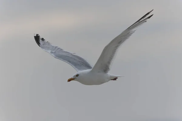 Arenque Gull Larus Argentatus Vista Próxima Costa Bretanha — Fotografia de Stock