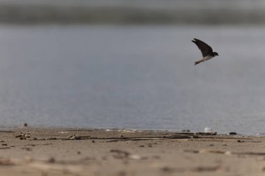 Brittany, Fransa 'nın kıyı bölgesinden Sand Martin Riparia Riparia