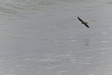 Brittany, Fransa 'nın kıyı bölgesinden Sand Martin Riparia Riparia