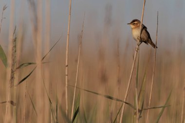 Akrocephalus schoenobaenus Sedge Warbler sazlığa tüneyip şarkı söylüyor.