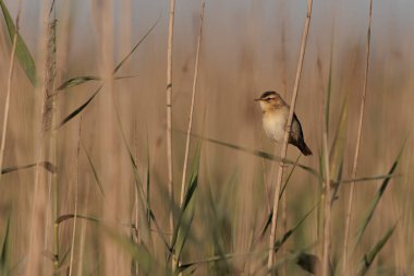 Akrocephalus schoenobaenus Sedge Warbler sazlığa tüneyip şarkı söylüyor.
