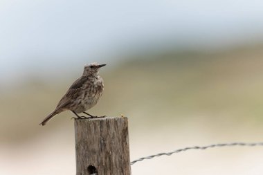 Avrupa Rock Pipit Anthus petrosus Brittany Sahili 'nde oturuyor ve besleniyor