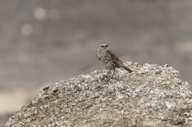 Avrupa Rock Pipit Anthus petrosus Brittany Sahili 'nde oturuyor ve besleniyor