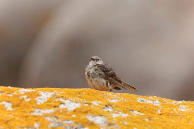 Avrupa Rock Pipit Anthus petrosus Brittany Sahili 'nde oturuyor ve besleniyor