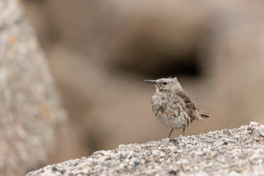 Avrupa Rock Pipit Anthus petrosus Brittany Sahili 'nde oturuyor ve besleniyor