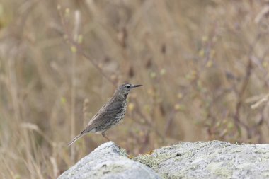 Avrupa Rock Pipit Anthus petrosus Brittany Sahili 'nde oturuyor ve besleniyor