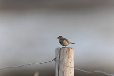 Avrupa Rock Pipit Anthus petrosus Brittany Sahili 'nde oturuyor ve besleniyor