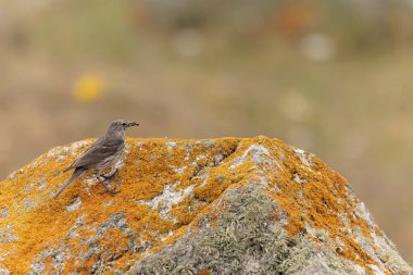Avrupa Rock Pipit Anthus petrosus Brittany Sahili 'nde oturuyor ve besleniyor
