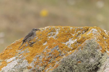 Avrupa Rock Pipit Anthus petrosus Brittany Sahili 'nde oturuyor ve besleniyor