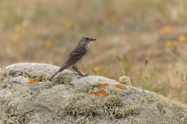 Avrupa Rock Pipit Anthus petrosus Brittany Sahili 'nde oturuyor ve besleniyor