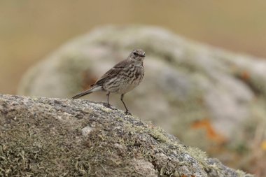 Avrupa Rock Pipit Anthus petrosus Brittany Sahili 'nde oturuyor ve besleniyor