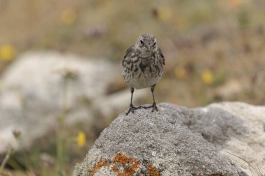 Avrupa Rock Pipit Anthus petrosus Brittany Sahili 'nde oturuyor ve besleniyor
