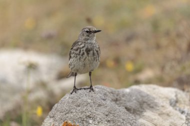 Avrupa Rock Pipit Anthus petrosus Brittany Sahili 'nde oturuyor ve besleniyor