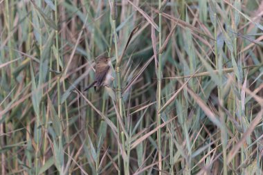 Reed Warbler Akrocephalus scirpaceus in straed in Brittany, Fransa