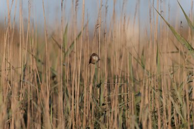 Reed Warbler Akrocephalus scirpaceus in straed in Brittany, Fransa