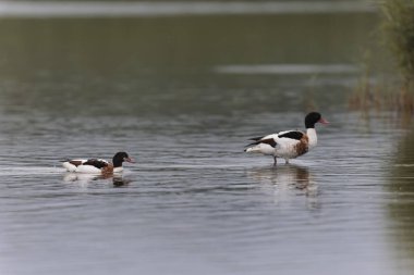 Fransa, Brittany 'de bir bataklıkta sıradan bir kabuklu ördek.
