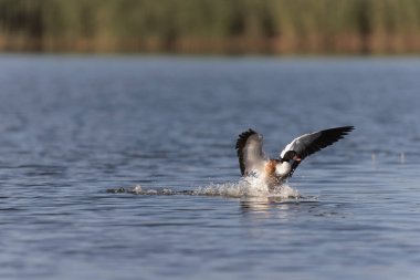 Fransa, Brittany 'de bir bataklıkta sıradan bir kabuklu ördek.