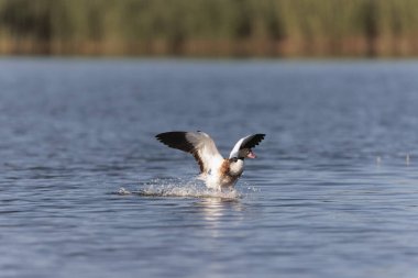 Fransa, Brittany 'de bir bataklıkta sıradan bir kabuklu ördek.