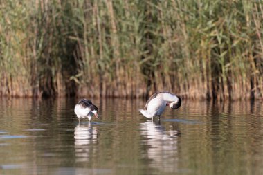 Fransa, Brittany 'de bir bataklıkta sıradan bir kabuklu ördek.