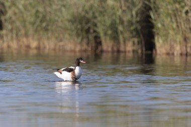 Fransa, Brittany 'de bir bataklıkta sıradan bir kabuklu ördek.