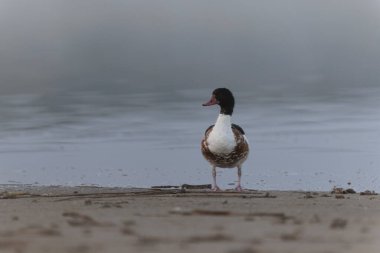 Fransa, Brittany 'de bir bataklıkta sıradan bir kabuklu ördek.