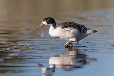 Fransa, Brittany 'de bir bataklıkta sıradan bir kabuklu ördek.