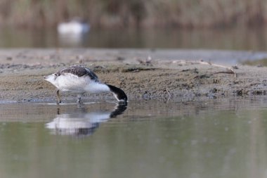 Fransa, Brittany 'de bir bataklıkta sıradan bir kabuklu ördek.