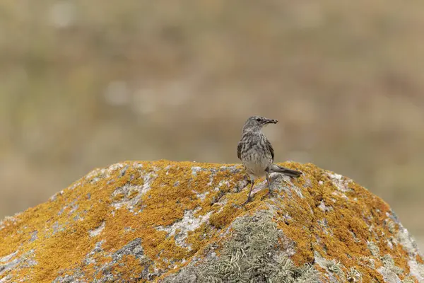 Avrupa Rock Pipit Anthus petrosus Brittany Sahili 'nde oturuyor ve besleniyor