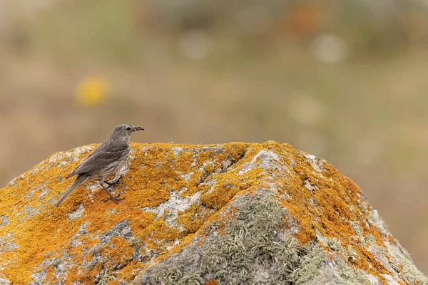 Avrupa Rock Pipit Anthus petrosus Brittany Sahili 'nde oturuyor ve besleniyor