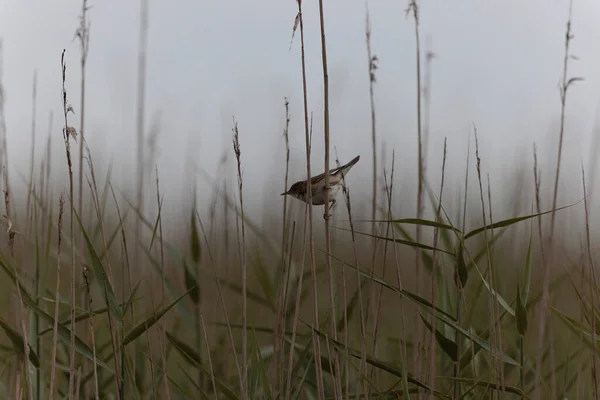 Reed Warbler Acrocephalus Scirpaceus Reed Brittany Francja — Zdjęcie stockowe