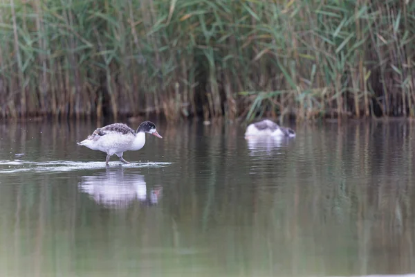 法国布列塔尼沼泽地中的普通鸭Tadorna Tadorna — 图库照片