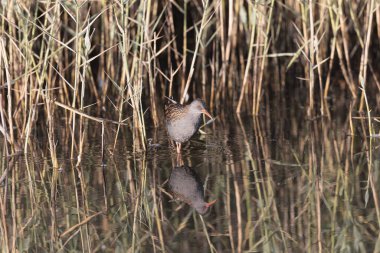 Su Demiryolu Rallus aquaticus Brittany, Fransa 'da bir bataklıkta yürüyor.