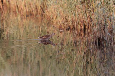 Su Demiryolu Rallus aquaticus Brittany, Fransa 'da bir bataklıkta yürüyor.