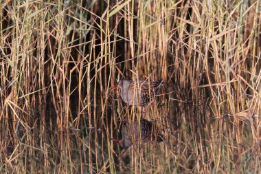 Su Demiryolu Rallus aquaticus Brittany, Fransa 'da bir bataklıkta yürüyor.